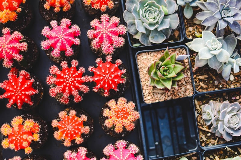 Succulent Varieties