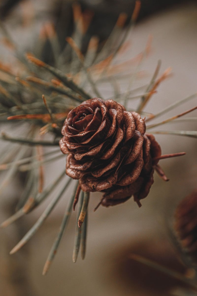Garden Inspiration